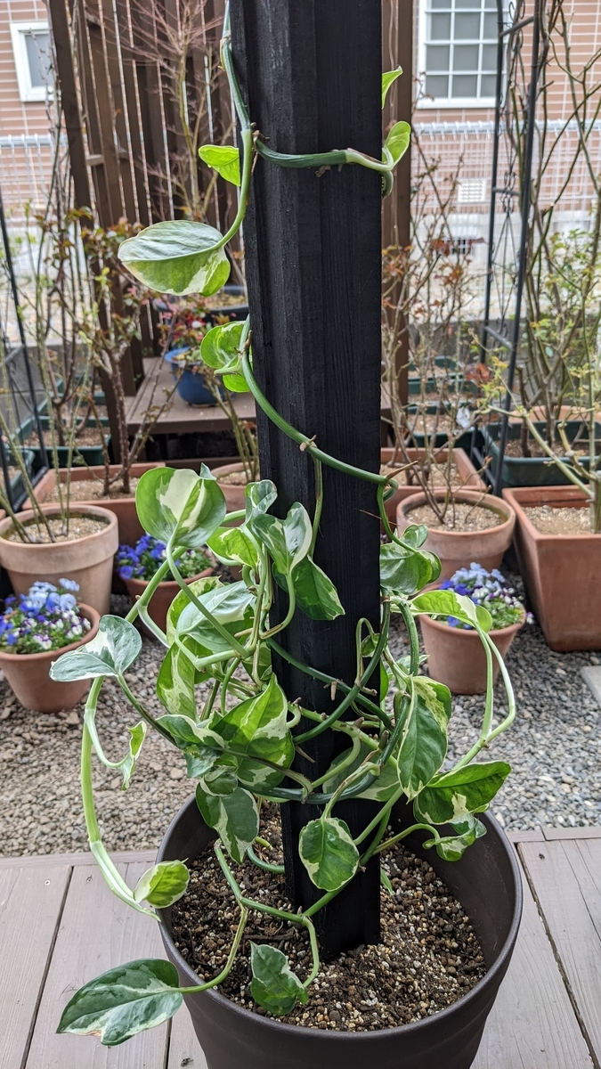 f:id:verandarosegarden:20220326175443j:plain