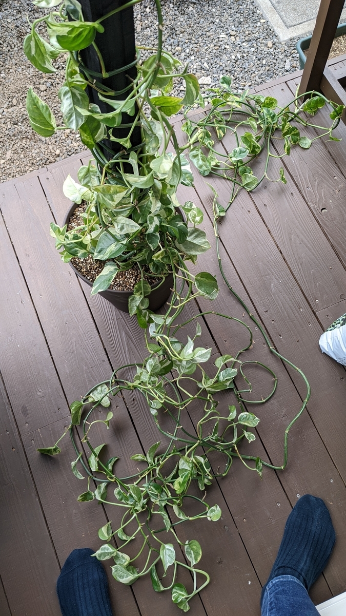 f:id:verandarosegarden:20220326175637j:plain