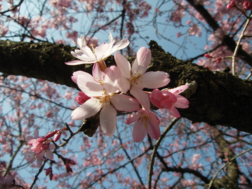 f:id:verdawings:20190519161016j:plain f:id:verdawings:20190519161016j:plain