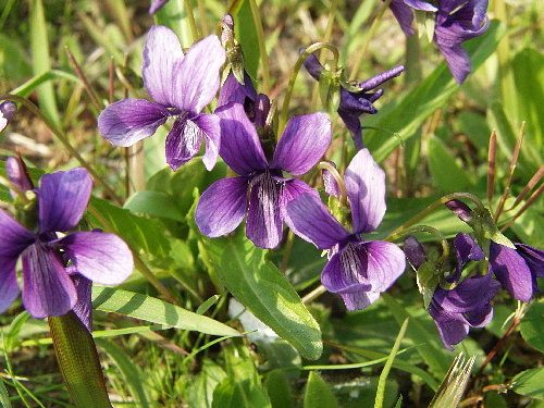 f:id:verdawings:20190526225145j:plain f:id:verdawings:20190526225145j:plain