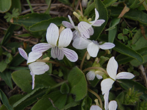 f:id:verdawings:20190604175510j:plain f:id:verdawings:20190604175510j:plain