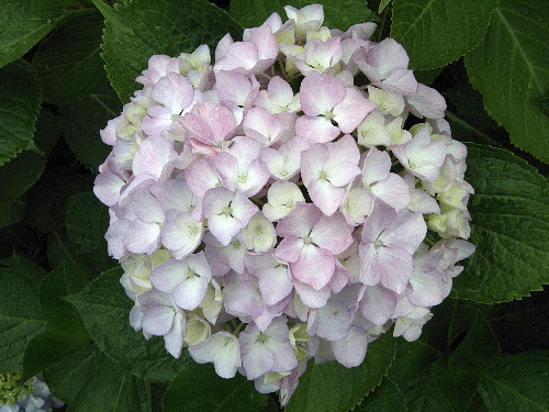 f:id:verdawings:20191112011332j:plain f:id:verdawings:20191112011332j:plain