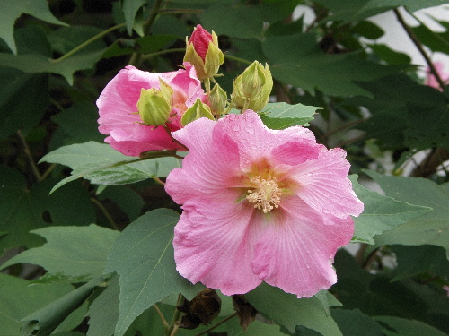 f:id:verdawings:20200127001000j:plain f:id:verdawings:20200127001000j:plain