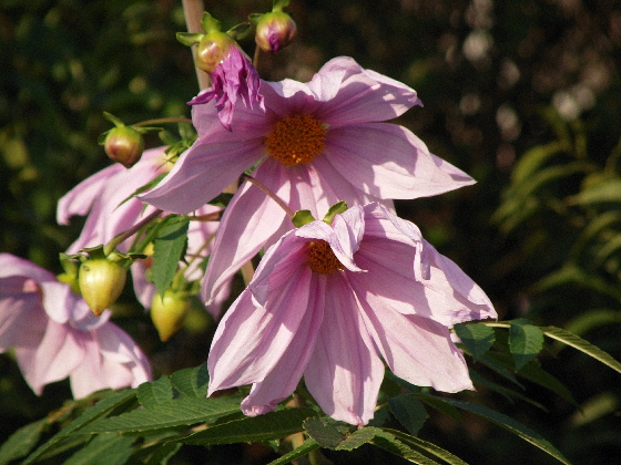 f:id:verdawings:20200219231209j:plain f:id:verdawings:20200219231209j:plain