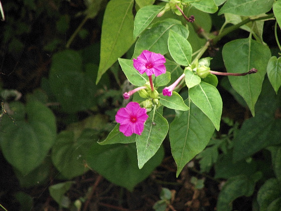 f:id:verdawings:20200818222058j:plain