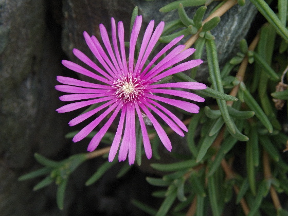 f:id:verdawings:20201126203025j:plain