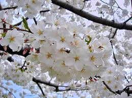 f:id:verticillate:20120315232024j:image f:id:verticillate:20120315232024j:image
