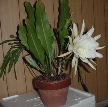 f:id:verticillate:20120315232929j:image f:id:verticillate:20120315232929j:image