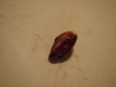 f:id:verticillate:20120316235153j:image f:id:verticillate:20120316235153j:image