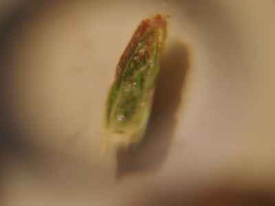 f:id:verticillate:20120316235248j:image f:id:verticillate:20120316235248j:image