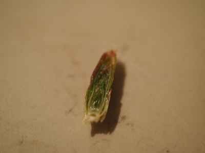 f:id:verticillate:20120316235249j:image f:id:verticillate:20120316235249j:image