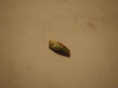 f:id:verticillate:20120316235250j:image f:id:verticillate:20120316235250j:image