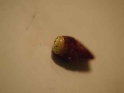 f:id:verticillate:20120316235251j:image f:id:verticillate:20120316235251j:image