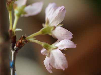 f:id:verticillate:20120504125913j:image f:id:verticillate:20120504125913j:image