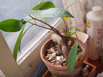 f:id:verticillate:20120613150600j:image f:id:verticillate:20120613150600j:image