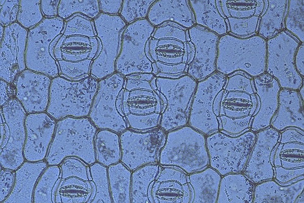 f:id:verticillate:20120613151020j:image f:id:verticillate:20120613151020j:image