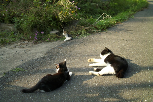 f:id:vesikukka:20101011162732j:image