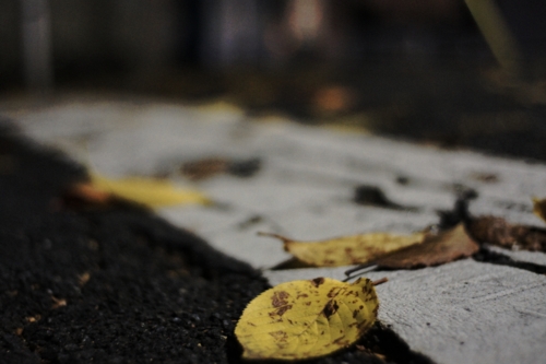 f:id:vesikukka:20101115232752j:image