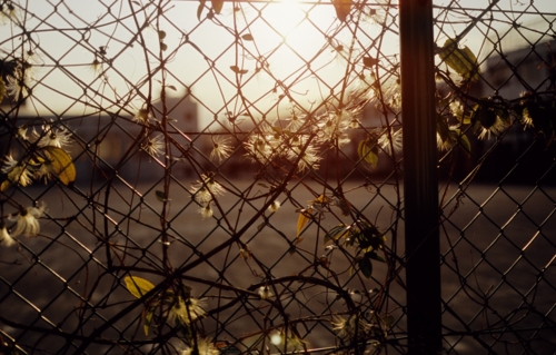 f:id:vesikukka:20101210001559j:image