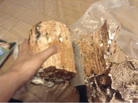 カワラ材産卵木の木の皮を削る