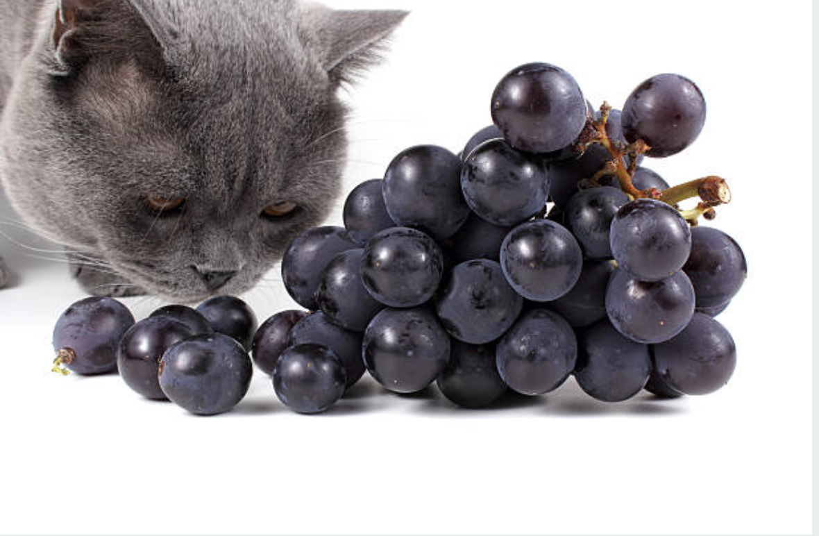 猫にぶどうは危険 ぶどう中毒の怖さとは 獣医師が解説 犬ちゃん 猫ちゃんと共に 現役獣医師からのお願い