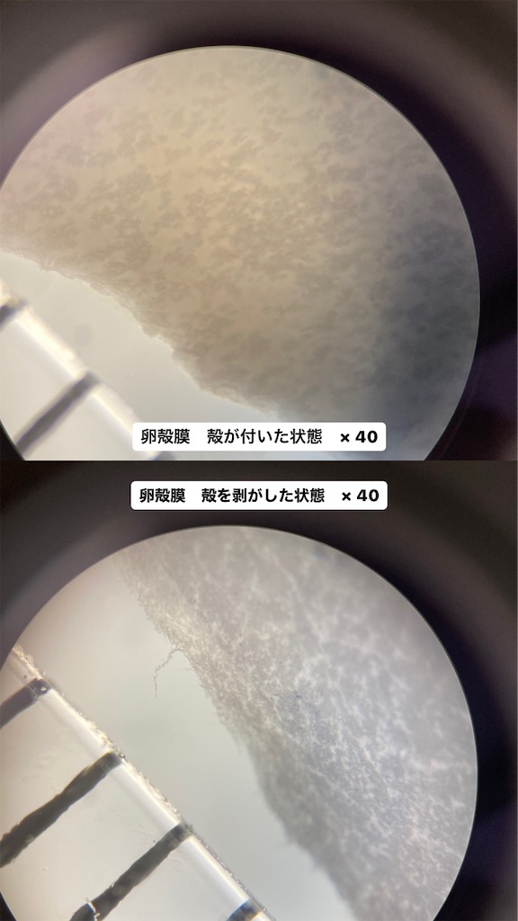 f:id:vet_fooo:20220904070742j:image