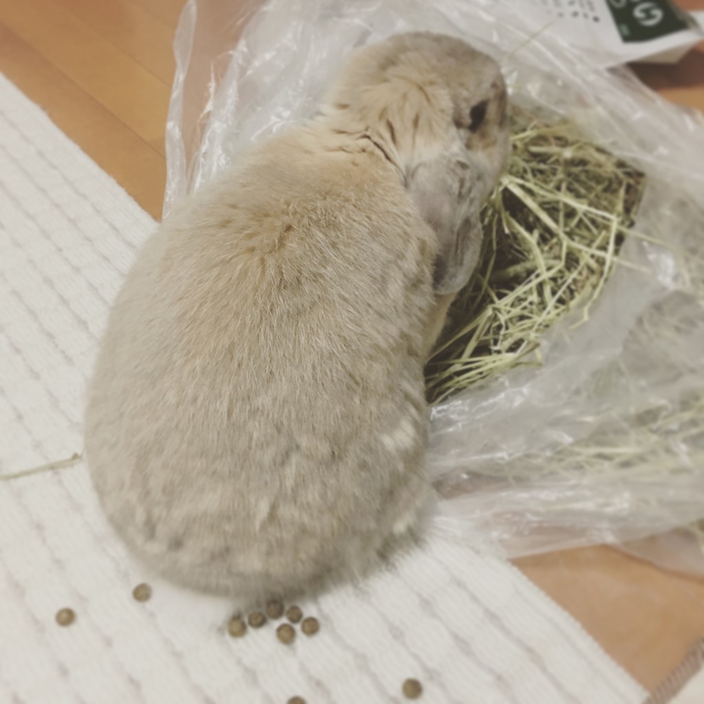 f:id:vezuber22:20180925071114j:plain