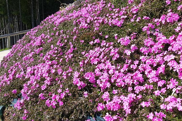 f:id:vfr750f2:20120408185254j:plain