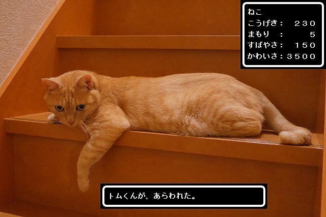 猫のトムくん 本当は強いの Vfrでツーリング たーさまの日記
