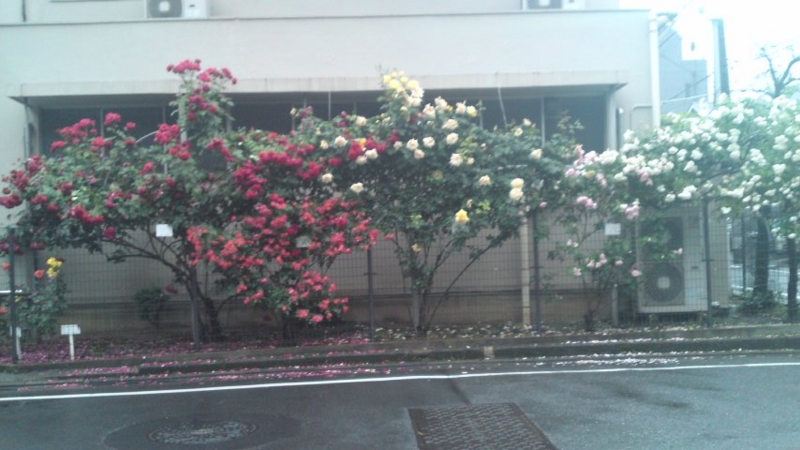 f:id:vftq029:20100523180729j:image
