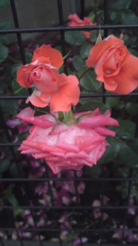 f:id:vftq029:20100523180830j:image