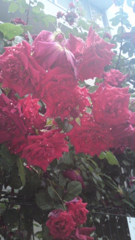 f:id:vftq029:20100523180844j:image