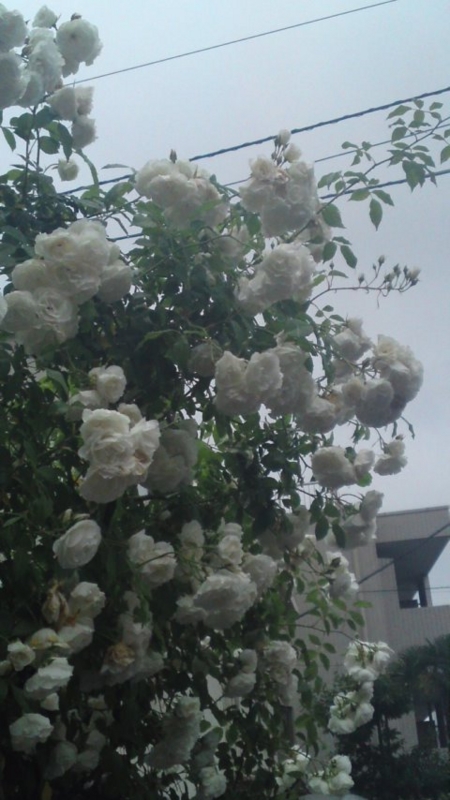 f:id:vftq029:20100523180943j:image