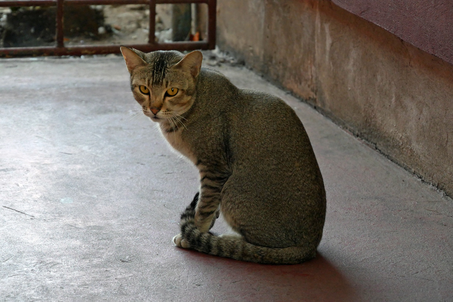 f:id:vgeruda:20200201101037j:plain f:id:vgeruda:20200201101037j:plain