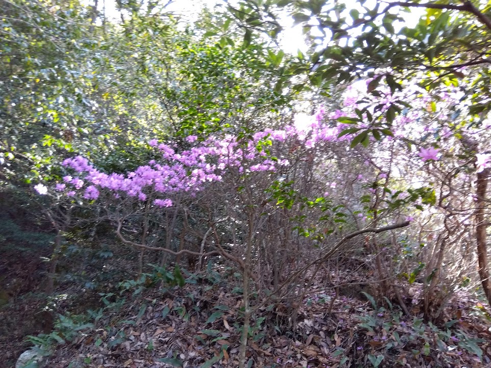 ヤマツツジの花