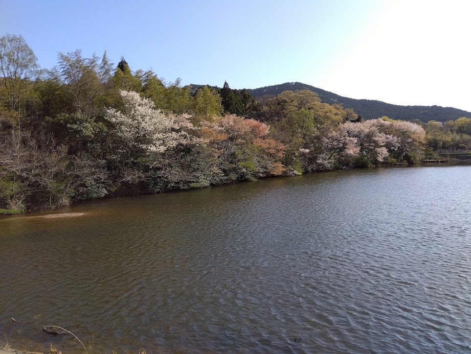駐車場の前の池、対岸に桜