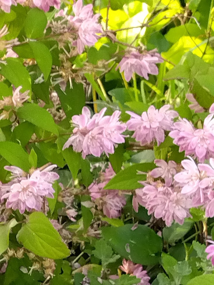 公園の花