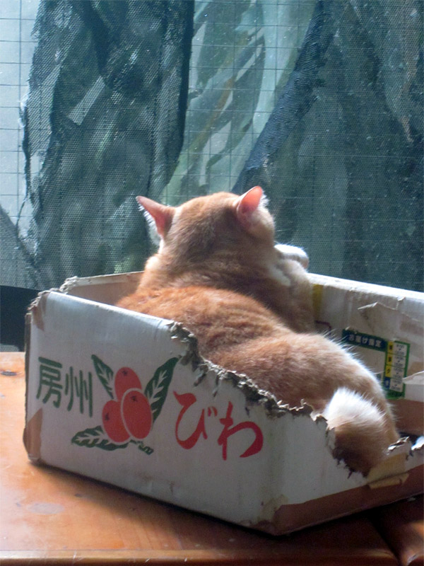 f:id:viangping:20121021231706j:image:w300