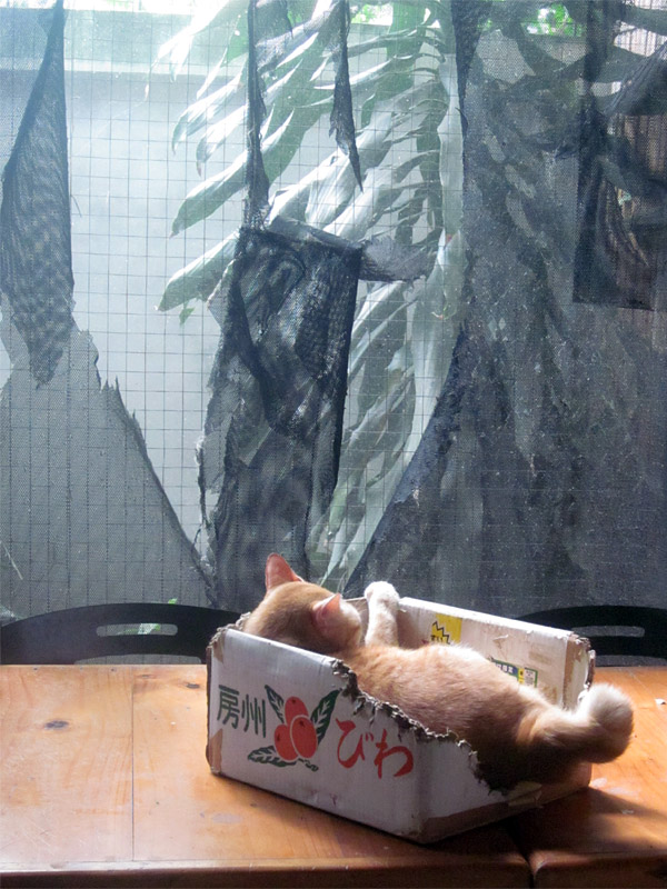 f:id:viangping:20121021231707j:image:w300