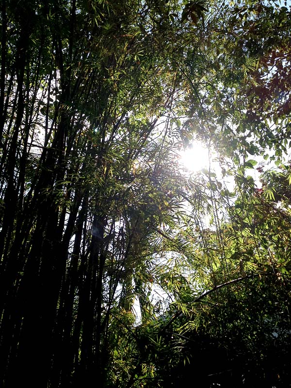 f:id:viangping:20121031135514j:image:w300