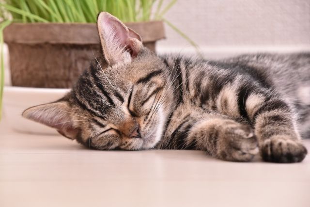 f:id:vidro-man:20190622232809j:plain