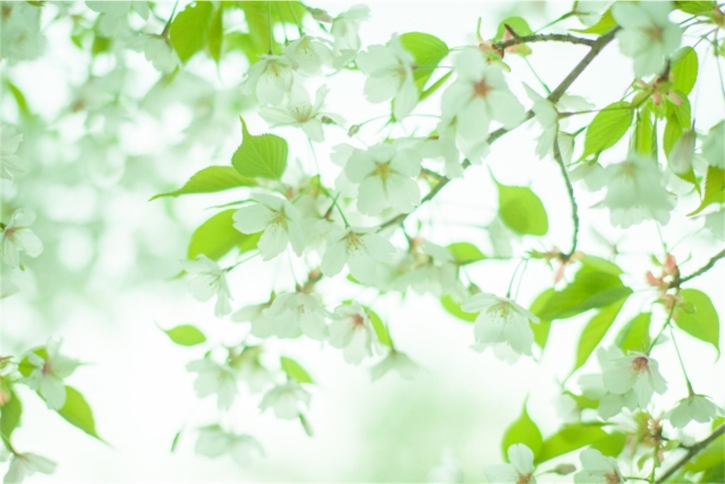 f:id:vidro-man:20200316121614j:image