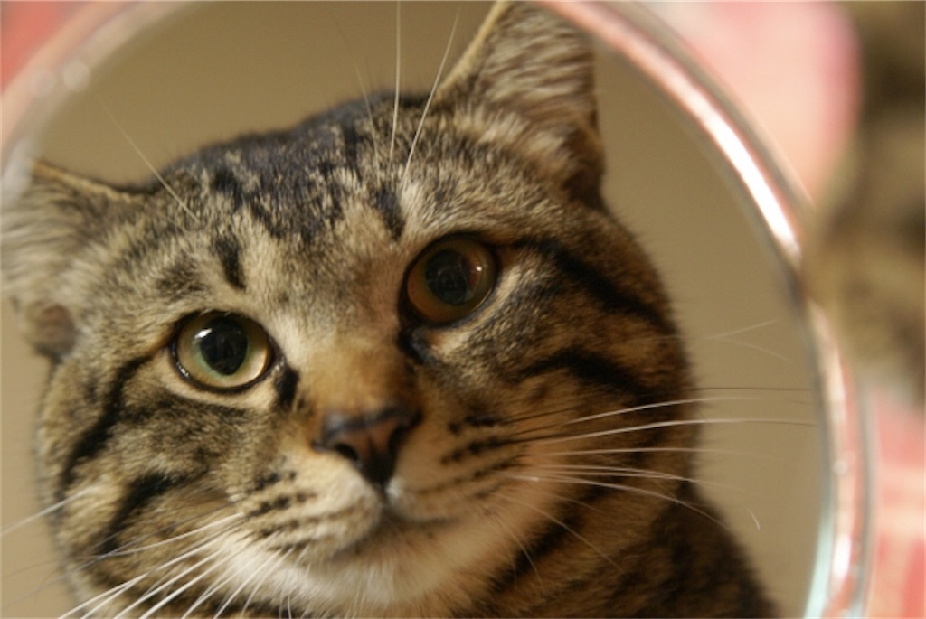 f:id:vidro-man:20200317202122j:image