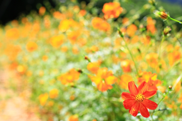 f:id:vidro-man:20200916073657j:plain