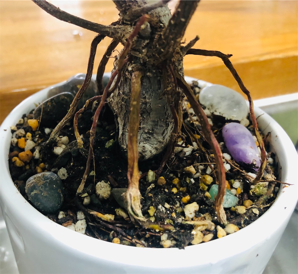 f:id:vidro-man:20211219094547j:image