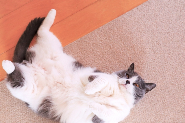 f:id:vidro-man:20220204104716j:plain