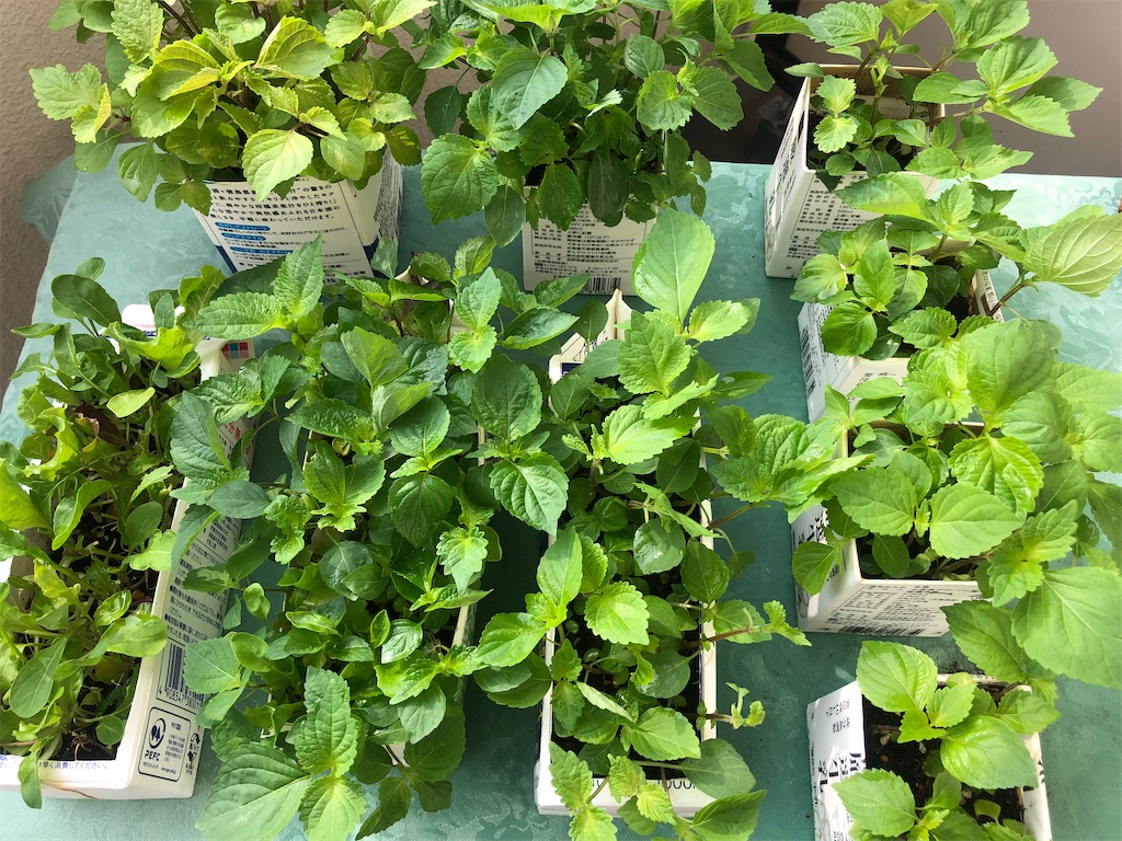 f:id:vidro-man:20220717114134j:image