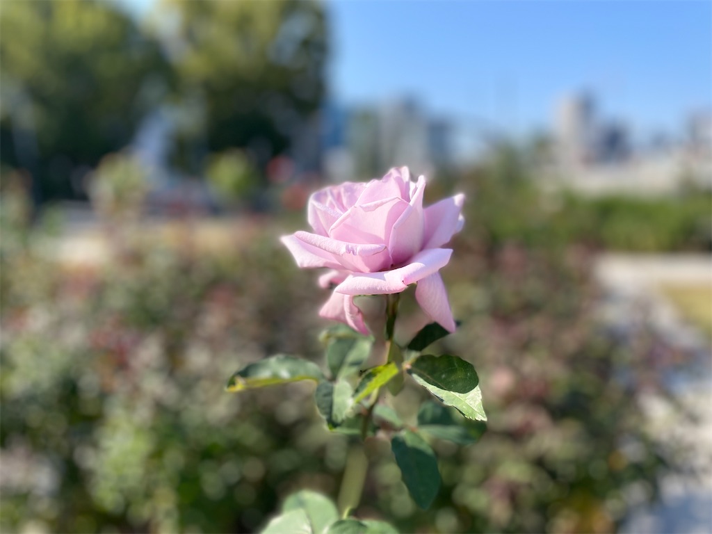 f:id:vidro-man:20221112174329j:image