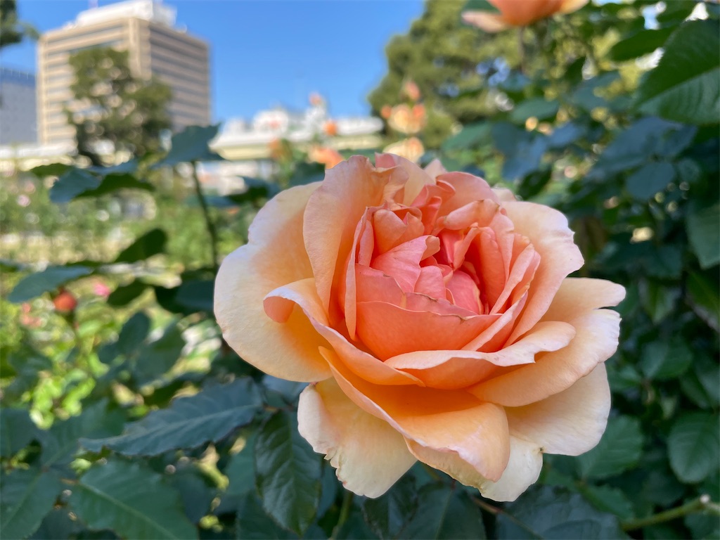 f:id:vidro-man:20221112174332j:image