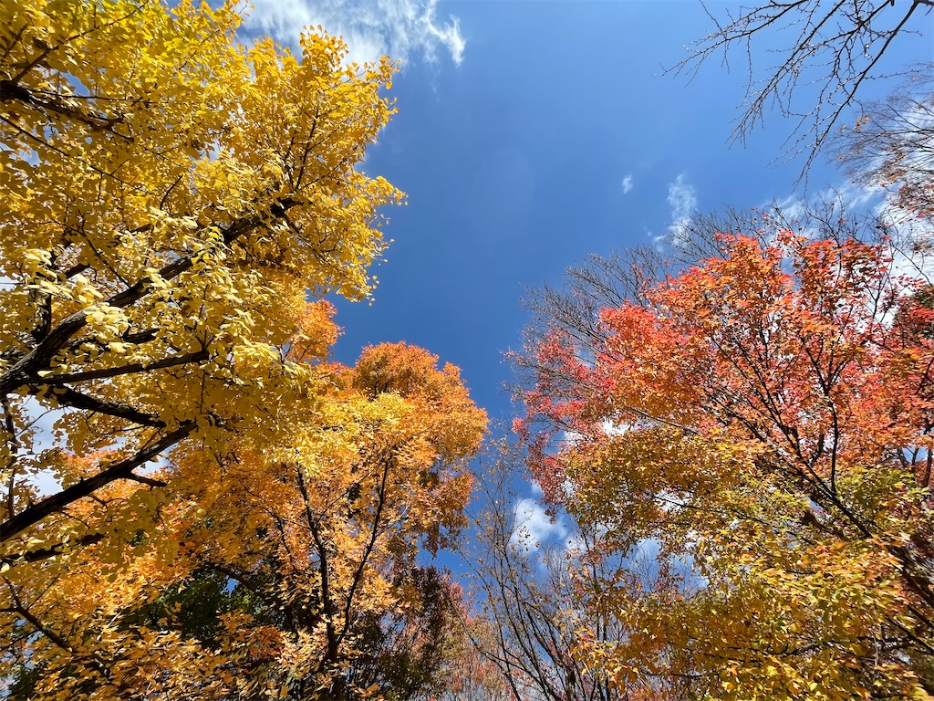 f:id:vidro-man:20221215115631j:image